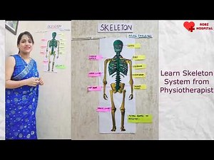 Skeleton System Explained