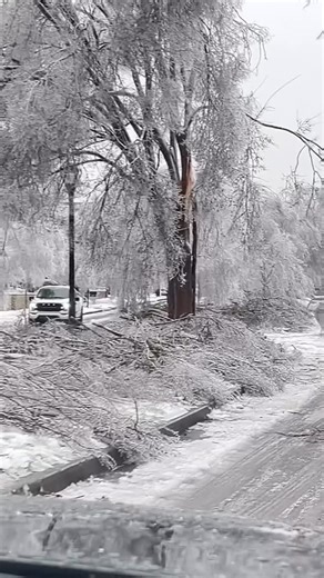 Sergei | Climate | Cycle 12000 on Instagram: "Franklin, Tennessee 🇺🇸 An intense ice storm caused unusual and severe damage across neighborhoods. Freezing rain and sleet coated tree branches, adding hundreds of pounds of weight and causing widespread breakage. In some cases, sap inside the trees froze, leading to internal pressure and trees literally exploding. Although precipitation has stopped, temperatures are expected to drop into the single digits for several days, slowing recovery efforts