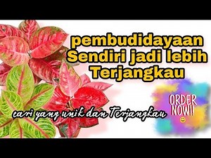 Aglaonema Baby Sampe Aglaonema Jumbo, kwalitas oke aglaonema lokal, 549