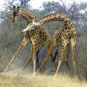 305K views · 1.6K reactions | Love each other, bite each other hurts- When giraffes fight | All Fishing Life | Facebook