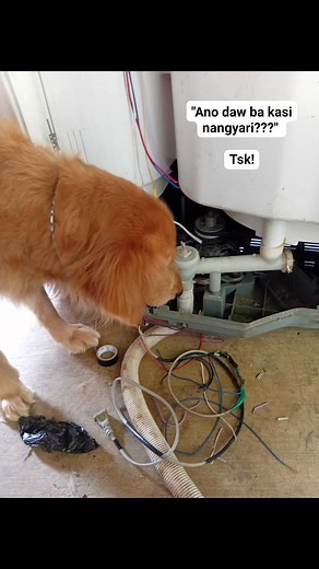 #furmom #furbabies #naughtydogs #goldenretrievers | Tam Sabian