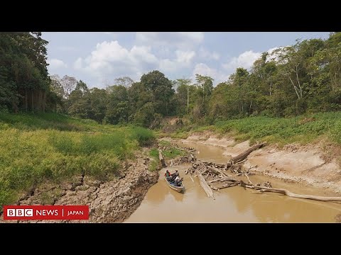 「かつてない規模」のアマゾンの干ばつ、生態系への影響は