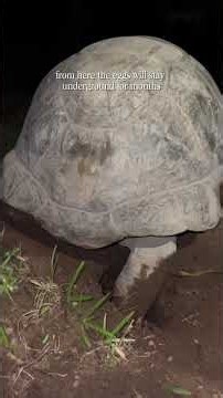 Have you ever seen this before? #turtle #tortoise #wildlife #nature #egg #reptiles