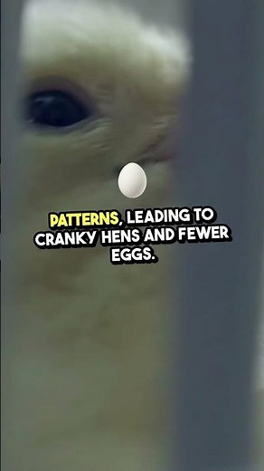 Does Your Chicken Coop Need Light? Pros & Cons Explained!