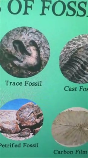The 2 Main Types of Fossils explained in less than 40 seconds! #fossilhunter #fossil #fossilprep