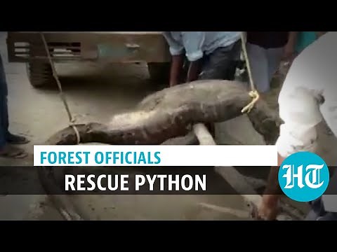 Watch: Python, unable to move after eating large prey, rescued in Rampur
