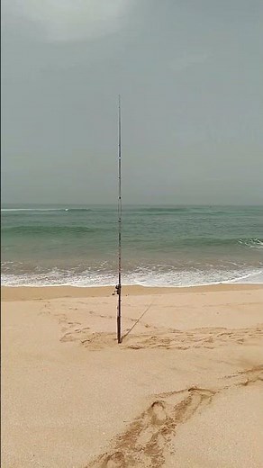 Pêche en mer : Le surfcasting.