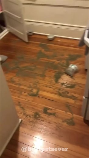 Adorable Cat Moments That Will Make You Smile