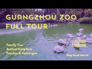 4K Full Tour of Guangzhou Zoo 🐼 Family Fun, Animal Kingdom, Pandas, Monkeys & Flamingos in China🐒