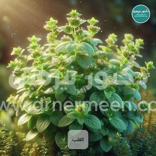 ما هي استخدامات البردقوش وفوائده؟ #بردقوش #البردقوش #فوائد #فوائد_البردقوش #مردقوش #viral
