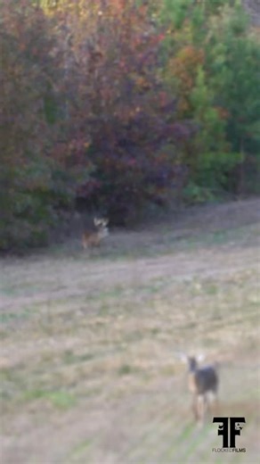 Virginia’s 2025 muzzleloader season off to a very promising start! 🔥🔥 Here’s to another safe and successful season to all. 🦌 | Monquin Creek Outfitters