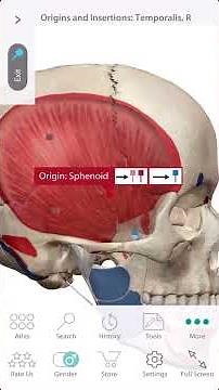 「解剖学」側頭筋の起始と停止 Starting and stopping the temporalis muscle #Short