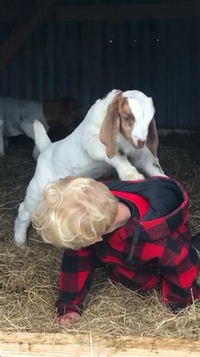Little Goat Tries To Climb Giggling Boy
