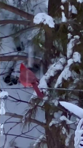 BEAUTIFUL bright red Cardinal in snowfall! Upstate SC