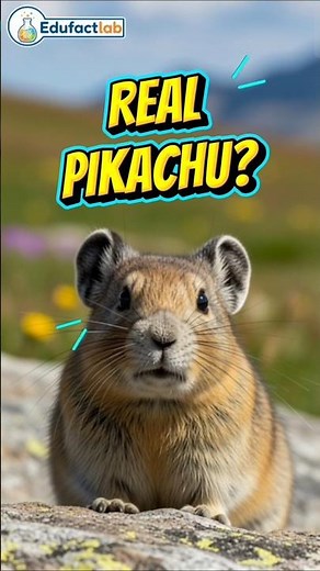 The Real Life Inspiration for Pikachu! ⚡🐭#facts #marinemystery #animalfacts #animals #wildlife