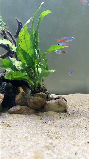 Plants for beginners Aquarium | Java fern Care guide | Easy maintenance | Fish factory tamil |