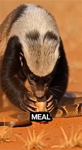 Honey Badgers Eat Venomous Snakes Like It’s Nothing