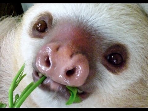 Sloths Compilation 2017 - Witzige Faultiere