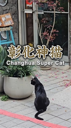 台灣彰化神貓 Super Cat of Changhua, Taiwan／台湾猫 臺灣貓 대만고양이