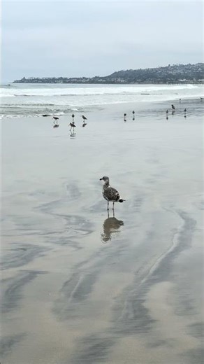 Nervous Seagull’s Awkward Approach… 😅🐦 #nature #relax #shorts