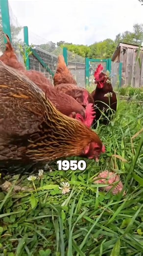 MY CHICKENS LOVE MORE MEAT THAN GRAINS #farming #healthyfood #health #poultry #farmfresh #organicfarming #chickens #homesteading #sustainableliving #farmtips See why my chickens prefer protein-rich meals over grains and how it boosts their health naturally! | Diet & healthy By Dr