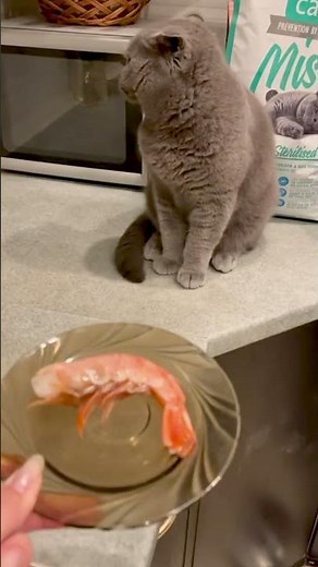 Cat Gets Disgusted When Smelling Shrimps - Funny Cat Videos 🐾