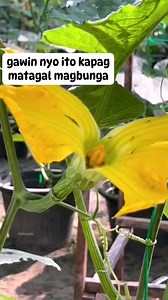 manual pollination #highlightsシ゚ #fypシ #foryouシ #GardeningTips #gardening #pollination #fblifestyle #viralvideoシ #trendingreelsvideo | Canaan All in One Fertilizer Original Direct Supplier