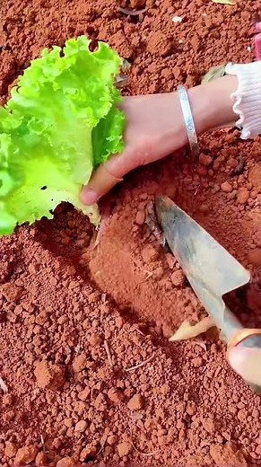 Planting Lettuce in Red Soil? Watch These Transplanting Details!
