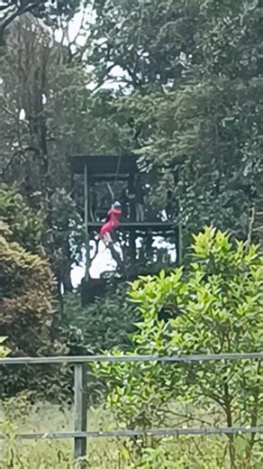 FLYING Over Wayanad's Valley! 🚀 900 Kandi Zip Line Challenge