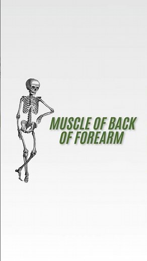 Posterior forearm muscle 💪 #anatomy #anatomyshorts #muscle