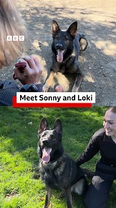 From abandonment to training as a police dog 🐕 Sonny - along with fellow recruit Loki - is starting a career with Gloucestershire Police, having been found during a raid on a cannabis farm. | BBC Gloucestershire