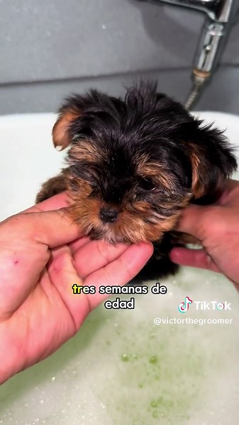 Cómo Bañar a Tu Yorkie por Primera Vez 🐶