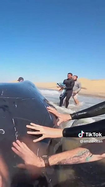 Rescue of a Humpback Whale from the Shore