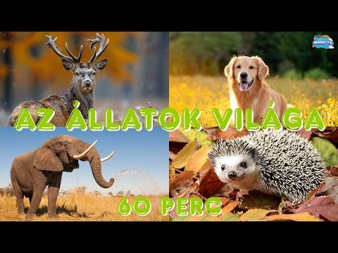 Fedezd fel az állatok világát. 60 perces oktató és fejlesztő videó gyerekeknek #animals #animal