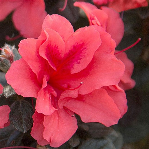 Check The Home Depot's Q&A Before Buying: ENCORE AZALEA 1 Gal. Autumn Princess Azalea Bush with Reblooming Salmon-Pink Flowers - Low-Maintenance Evergreen Shrub