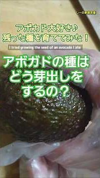 アボカドを種から育てたい！芽出しをしてみよう♪vol.1ピックアップ編