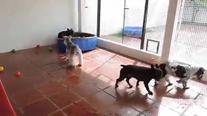 63K views · 784 reactions | This guy is more excited about my Fries With That compilation coming out tomorrow than I am. www.eatseverything.com | Eats Everything | Facebook