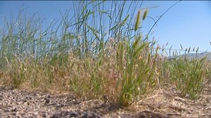 You Can Grow It: Cheatgrass can be a health risk for dogs