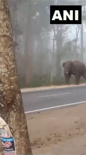 Kodagu, Karnataka: An elephant was seen roaming on the main road near Srimangala. #Karnataka #Elephant #News VC - ANI | TIMES NOW