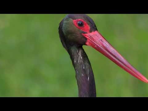 Vogelporträt: Der Schwarzstorch in der Rhön