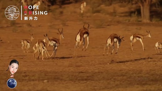 了不起的动物社会—05群居动物和独居动物