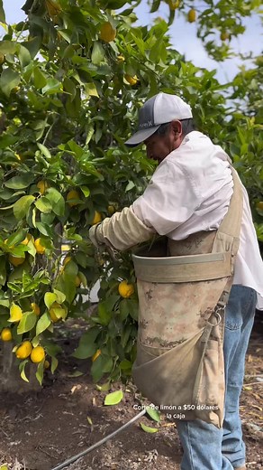 Marce Vazquez on TikTok