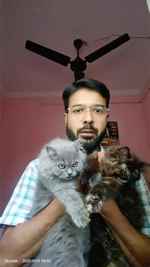 Persian cats for life | Happy 🤗 Customer | Persian Cat | Cats for sale #cat #cats #youtubeshort