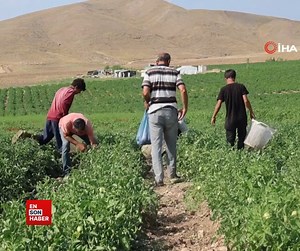 651K views · 10K reactions | 3 bin dönüme domates eken üretici vatandaşlara seslendi: "Gelin tarladan 8 liraya alın" | Ensonhaber | Facebook