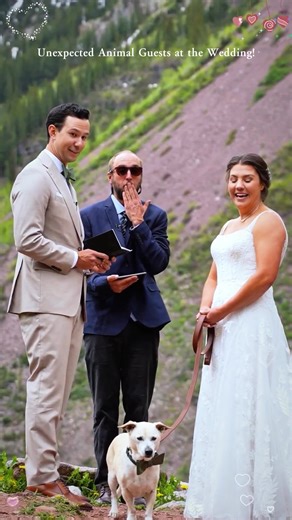 When Weddings Go Wild: Hilarious Animal Moments