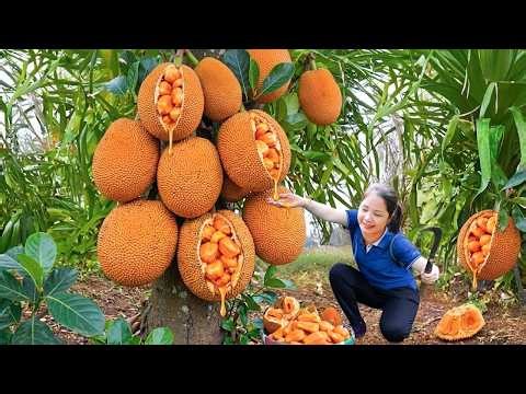 157Days Harvesting Giant Jackfruit Ripening On The Tree To Sell At The Market | Hanna Daily Life