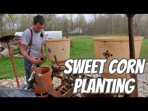 Disking Field With 1965 International Farmall 656 & Planting Sweet Corn with Massey Ferguson 1835M