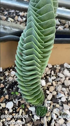 unusual succulents you’ve never seen before | gardening