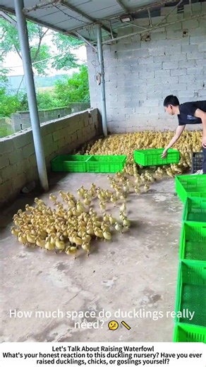 Raising Ducklings on a Farm – Warmth, Food, and Constant Care 🐥🏚️