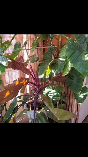 7.4K views · 97 reactions | Taking a minute to enjoy my indoor garden. It's my peaceful place. #zen #indoorplants #plantdaddy #houseplants #aroids #philodendron | Ken Oliver Crafts | Facebook